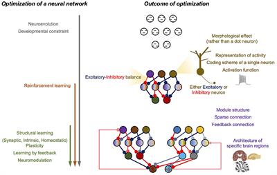 Distinctive properties of biological neural networks and recent advances in bottom-up approaches toward a better biologically plausible neural network